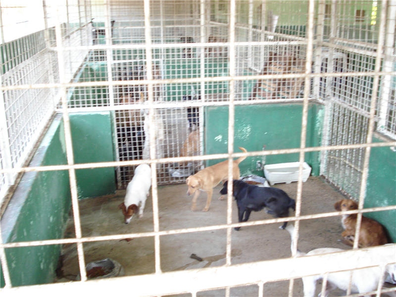 Juca visitou hoje (13) Centro de Controle de Zoonoses para verificar possibilidade de castração de animais no local 