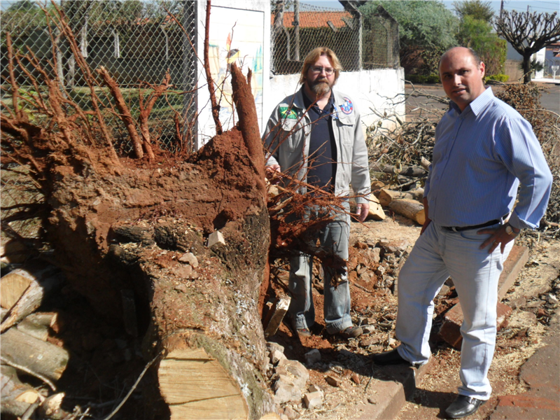 Marco Panággio e Carlos Fontes: árvores extraídas