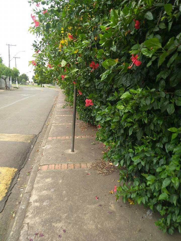 Vereador pediu poda de cerca viva e roçagem de praça