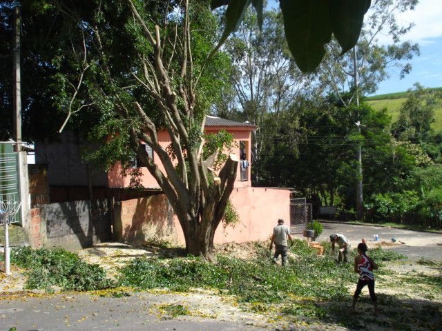 A pedido de Anízio, Prefeitura está efetuando retirada das árvores
