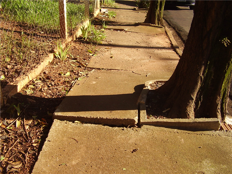 Raízes estouram calçada